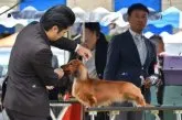 ミニチュアダックスフンド(ロング)【徳島県・男の子・2019年2月26日・レッド】の写真4「父犬　インターチャンピオン」