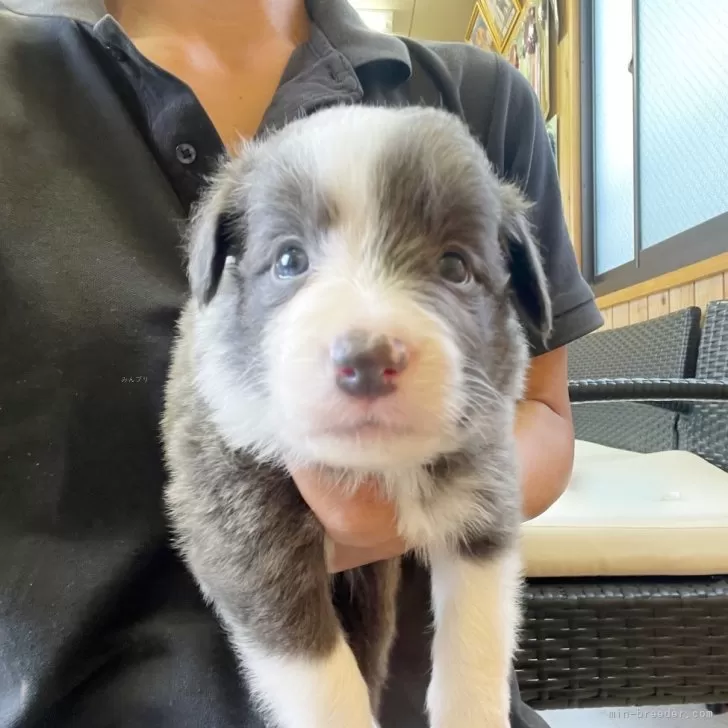 ID：2506-01243の子犬