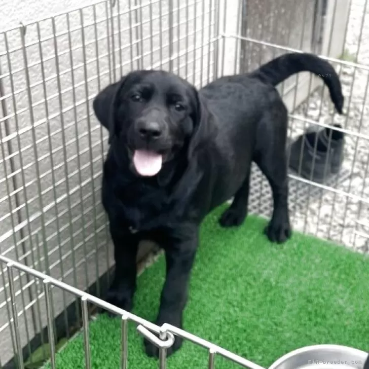 ID:2507-01635の子犬