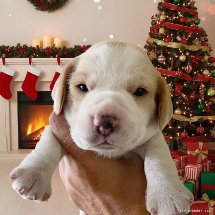 ビーグル【群馬県・男の子・2025年10月23日・レモン&amp;ホワイト】の写真1