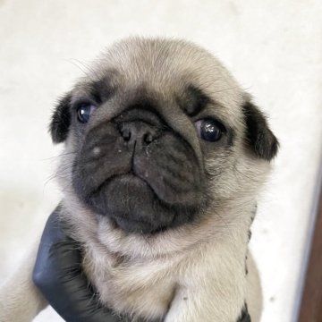 パグ【群馬県・女の子・2025年11月3日・フォーン】の写真「コロンコロンの可愛い女の子🩷」