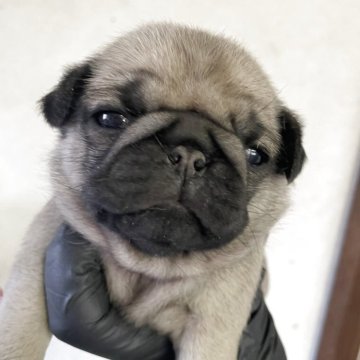 パグ【群馬県・女の子・2025年11月3日・フォーン】の写真「ムチムチの可愛い女の子🩷」