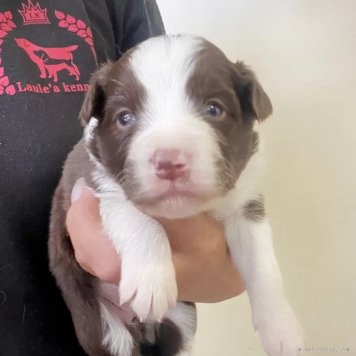 ID：2404-05278の子犬