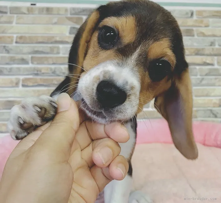 ID：1709-01256の子犬