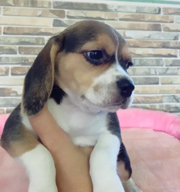 ID：1709-01266の子犬