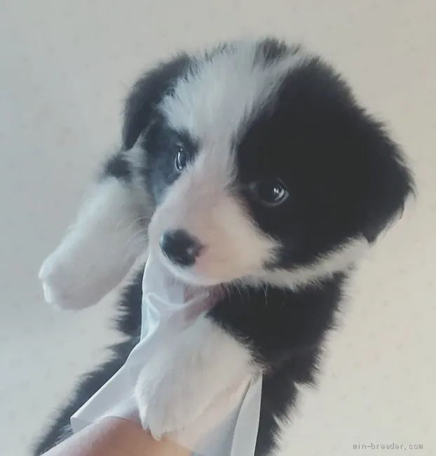 ID：1904-02700の子犬
