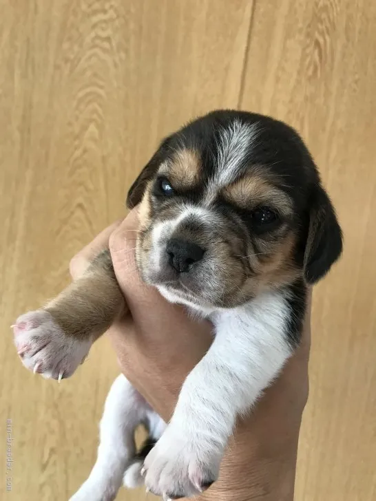 ID：1711-01060の子犬