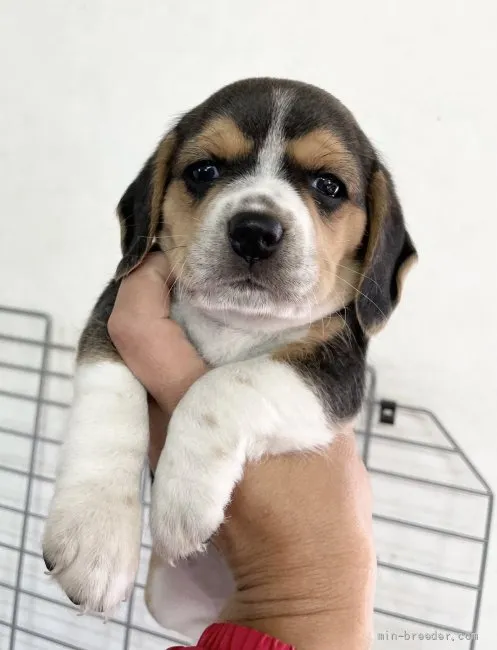 ID:2201-00604の子犬