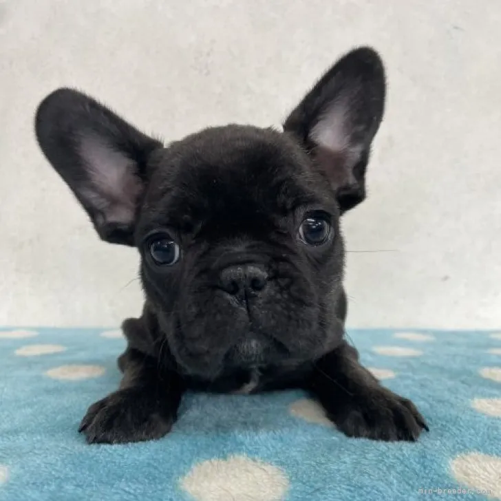 ID:2304-01454の子犬