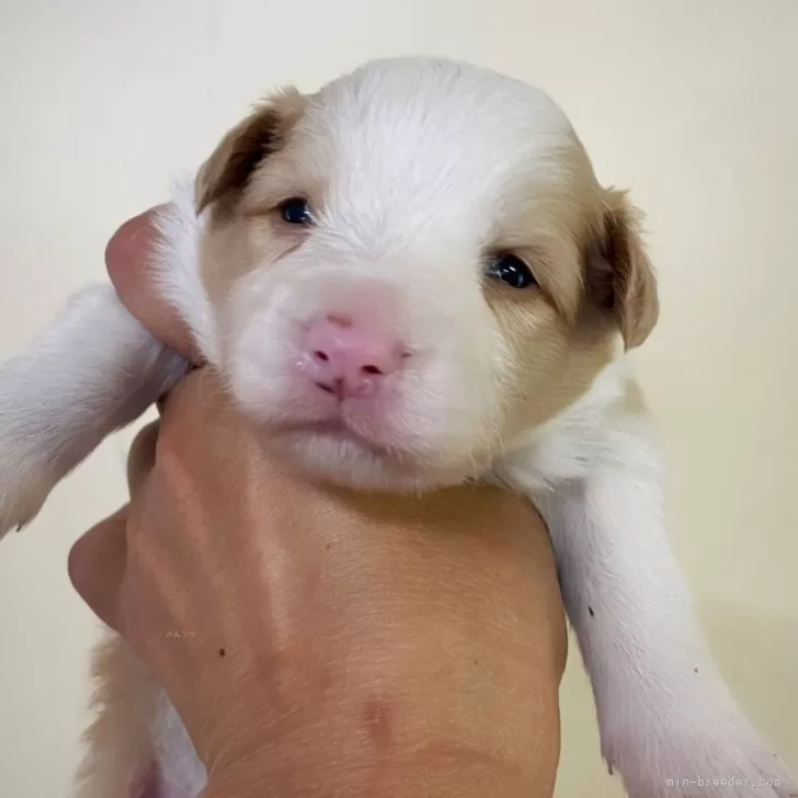 ID：2404-05281の子犬