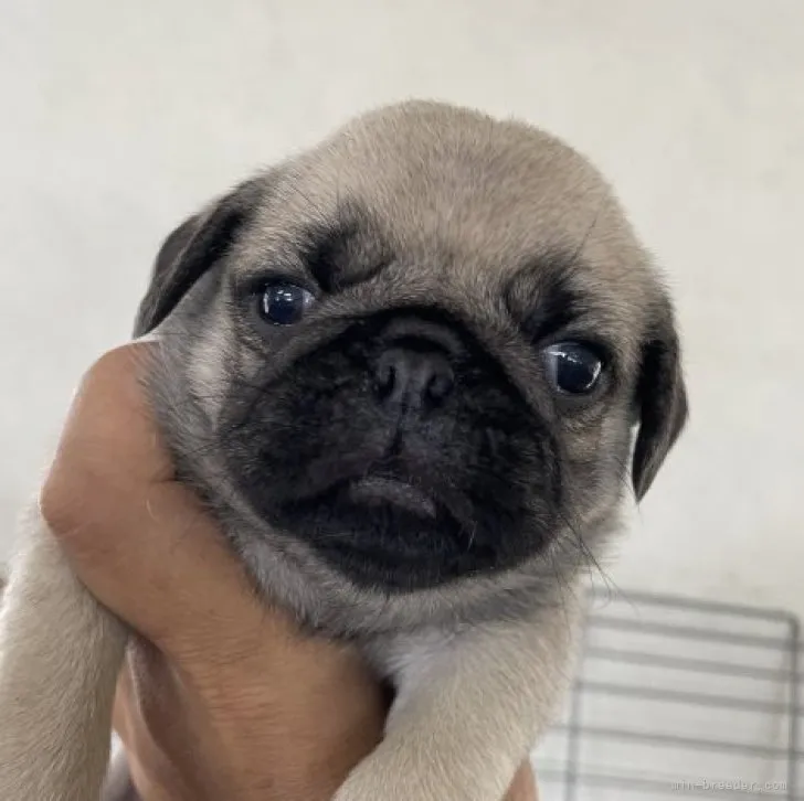 やま 様のお迎えした子犬