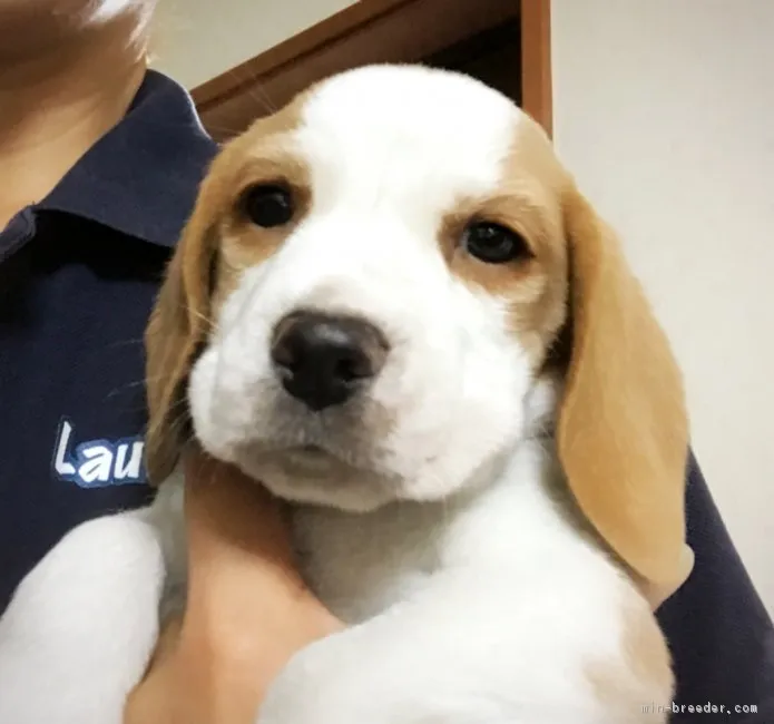 ID：1805-01335の子犬