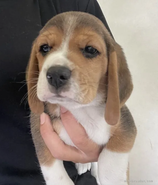 ID：2107-03879の子犬