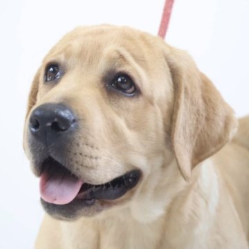 ラブラドールレトリバー【群馬県・女の子・2023年3月15日・イエロー】の写真「お顔は可愛く骨太で素晴らしい子です❗️オレンジちゃ」