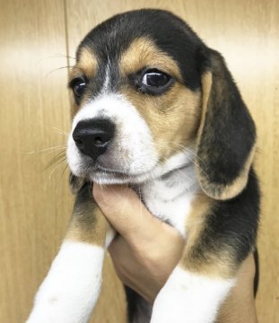 ビーグル【群馬県・男の子・2017年7月17日・ブラック&ホワイト】の写真「最終価格‼️男の子骨格しっかり☆①」
