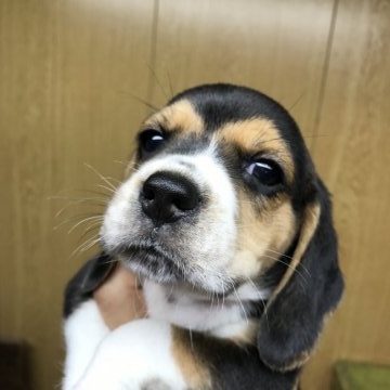 ビーグル【群馬県・男の子・2017年7月17日・ブラタン&ホワイト】の写真「最終価格‼️可愛いお顔の男の子☆②」