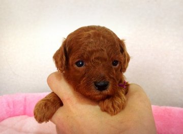 トイプードル(タイニー)【群馬県・男の子・2017年2月21日・レッド】の写真「本日いっぱいで掲載終了です」