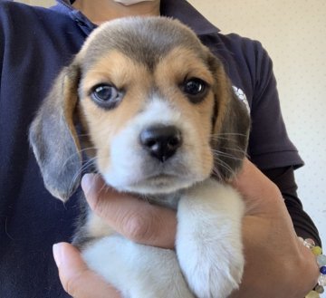 ビーグル【群馬県・男の子・2020年2月29日・ブラックタン&ホワイト】の写真「4兄妹🐶優しいお顔の男の子❣️」