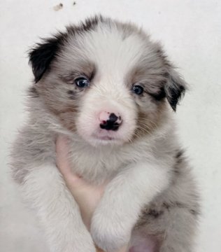 ボーダーコリー【群馬県・男の子・2021年6月13日・ブルーマールタン】の写真「お顔の整った綺麗な男の子💙8兄妹」