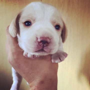 ビーグル【群馬県・女の子・2019年3月22日・レモン&ホワイト】の写真「13インチ可愛いレモンの女の子❤️」