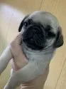 パグ【群馬県・男の子・2020年1月19日・フォーン】の写真1