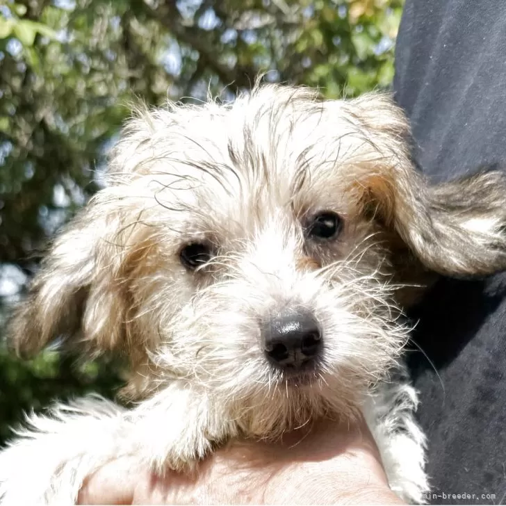 ID：2507-02123の子犬
