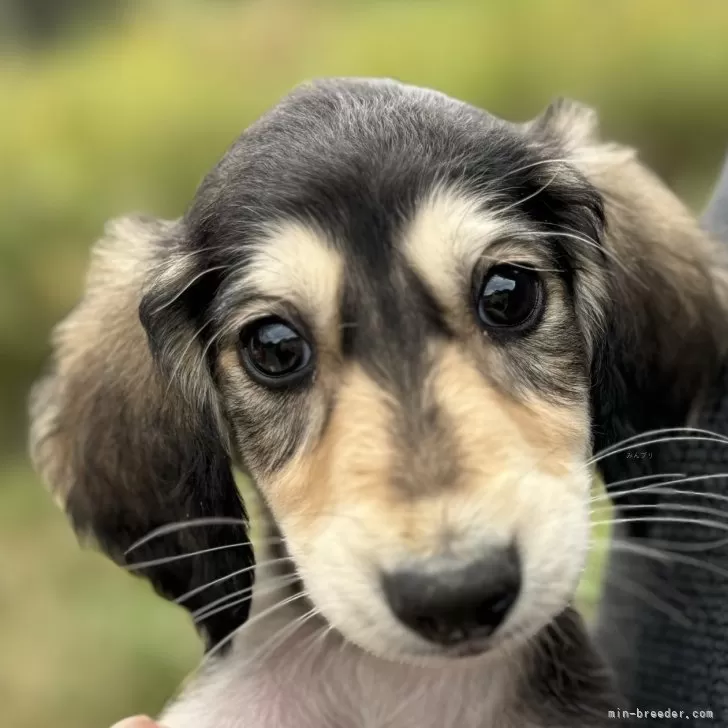ID：2411-06230の子犬