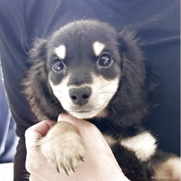 ID：2504-06134の子犬