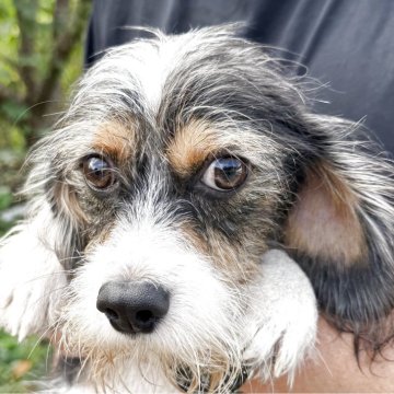 ミックス(キャバリア×プチバセットグリフォンバンデーン)【奈良県・男の子・2025年1月5日・トライ】の写真「とても明るい性格の良い子です！」