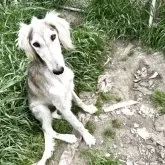 サルーキ