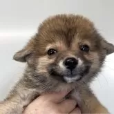 ポメ柴(ポメラニアン×柴犬)【奈良県・女の子・2025年7月20日・ごま】の写真1