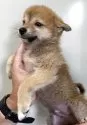 ポメ柴(ポメラニアン×柴犬)【奈良県・男の子・2025年7月20日・赤】の写真2