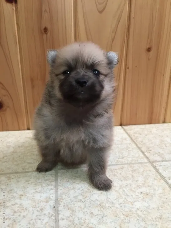 ID：1703-01526の子犬