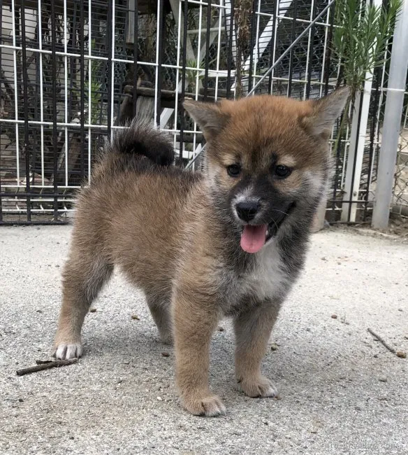 ID:1908-00603の子犬