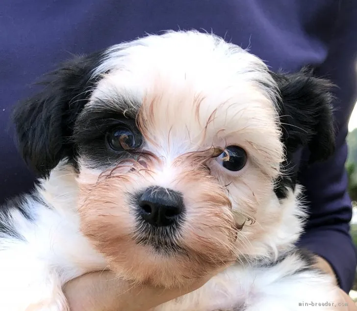 ID:2011-02915の子犬