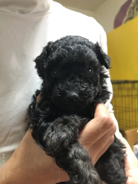 ID：2103-00887の子犬