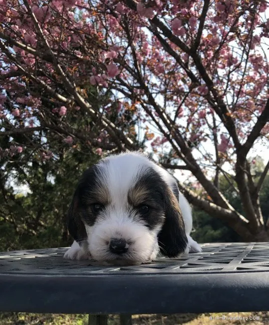 ID：2103-03163の子犬
