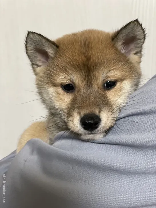 ID：2111-04015の子犬