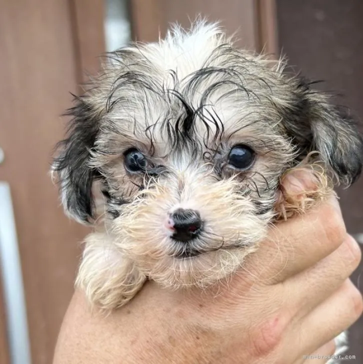 ID：2208-03703の子犬