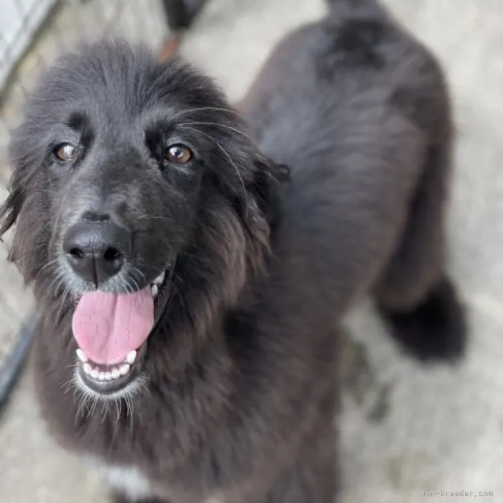 ID:2305-05054の子犬