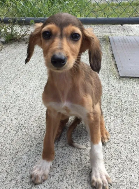 ID：2003-03193の子犬