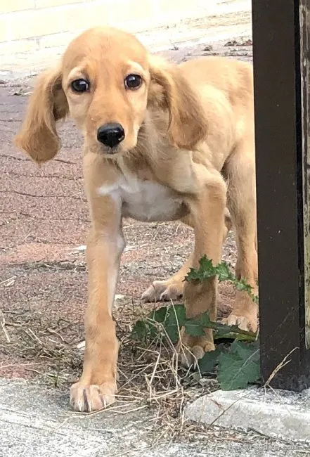 ID:2011-01034の子犬