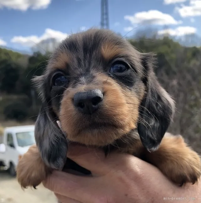 ID:2202-00961の子犬