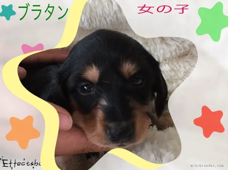 ID：1704-02228の子犬