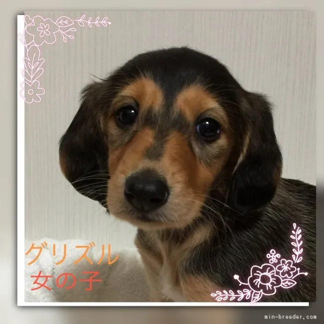 ID:1711-00095の子犬