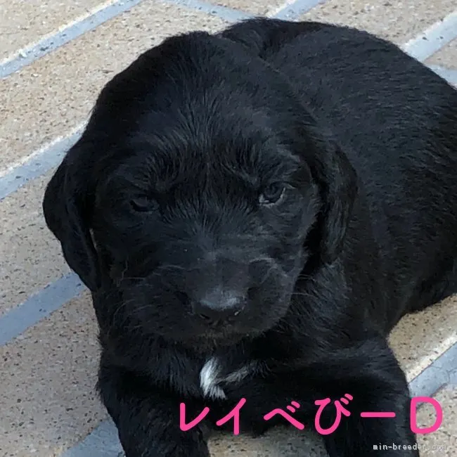ID：1811-00490の子犬