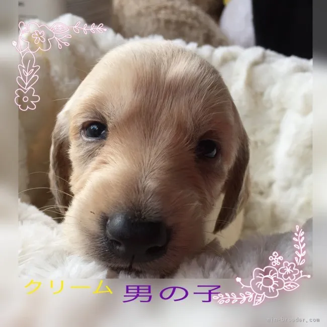 ID:1709-02515の子犬