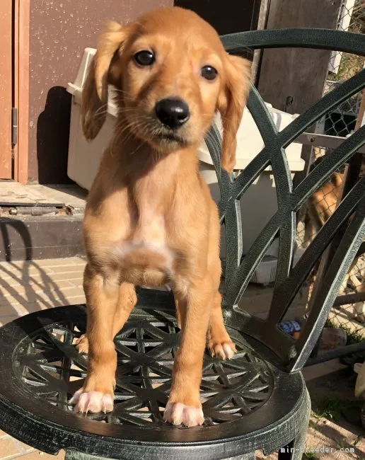 ID:1901-01595の子犬