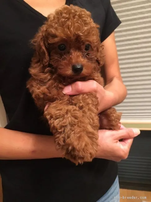 ID：1709-02018の子犬