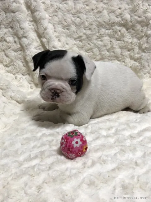 ID：1801-01392の子犬